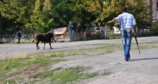 Sivas'ta utanç görüntüsü!