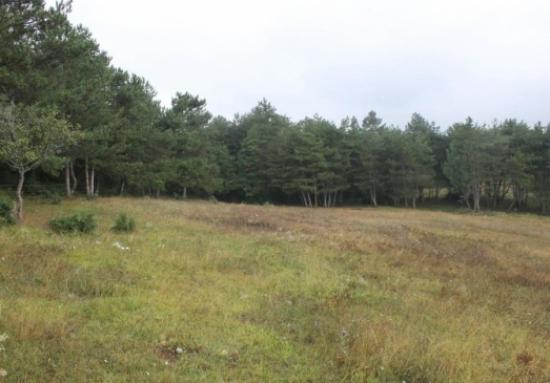 Çepni Köyünde Cevik Dikimi Başlıyor