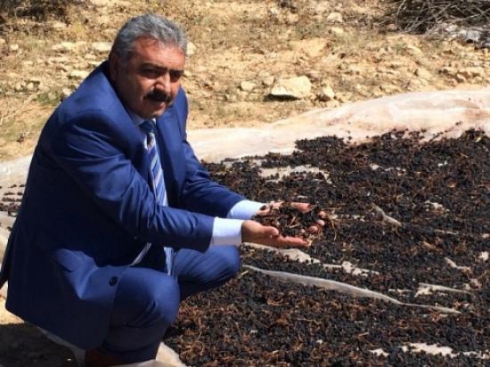 Ekşikara Üzümü Karaman'ın Markası Olacak