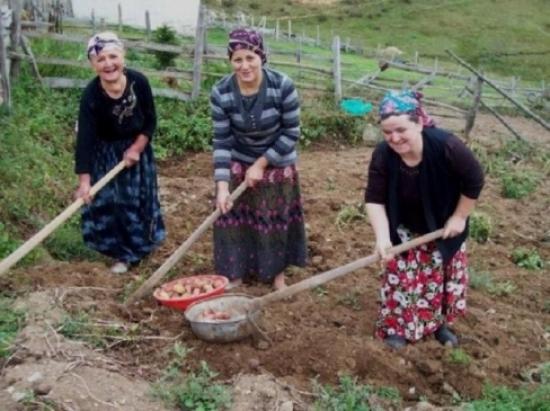 Yaylalardan Dönüş Hazırlıkları Patates Hasadı İle Başladı