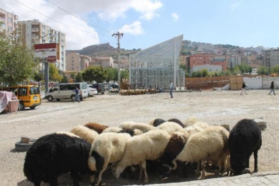 Mardin'de Kurbanlıklar Görücüye Çıktı