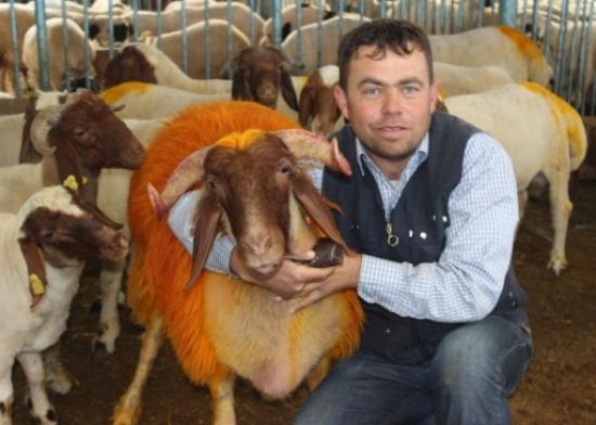 Suyu Geçemedi Kurbanlık Oldu