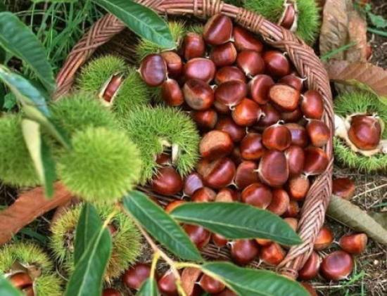 Sonbahar Yağışları Kestane Üreticisinin Yüzünü Güldürdü