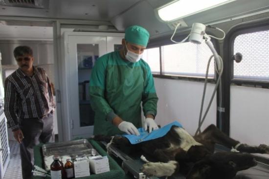Muş'ta Sokak Köpekleri Rehabilite Ediliyor