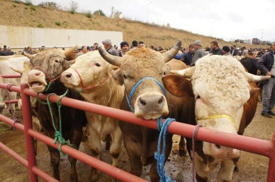 (özel Haber) Kurbanlıklarda Alanda Satanda Memnun