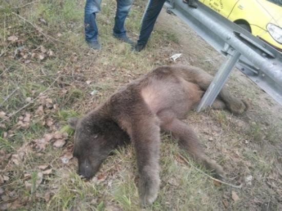 Artvin'de Ayı Yol Kenarında Ölü Bulundu