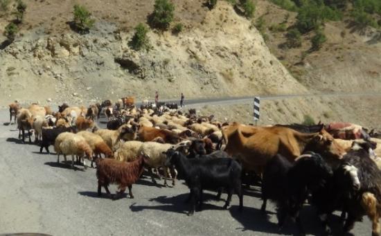 Kulp'ta Yaylacılar Dönüş Yolunda