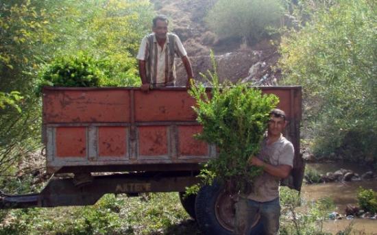 Bayramlık Murt Dalları