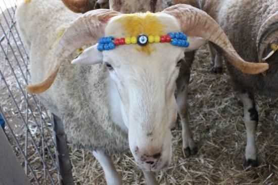 Edirne'de Kurbanlıklar Pazara Çıktı