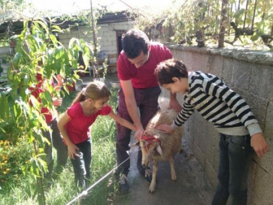 Kınalı Koçlarla Bayram Sevinci