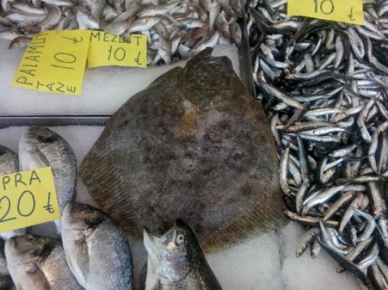 10 Kilosuna Bir Kurbanlık Alınıyor