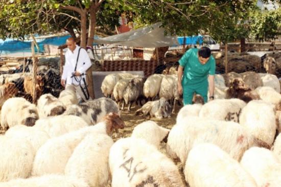 Seyhan'da Kurbanlık Koyunlara 'gebelik' Testi