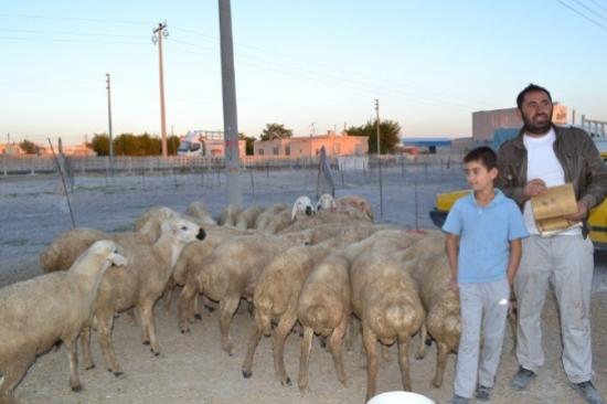 Bor Hayvan Pazarında Satışlar Başladı