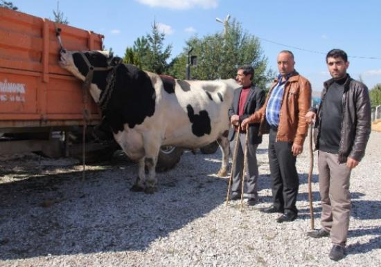 Otomobil Fiyatına Kurbanlık