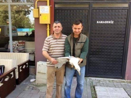 Yaralı Martı Tedavi Edildikten Sonra Doğaya Salındı