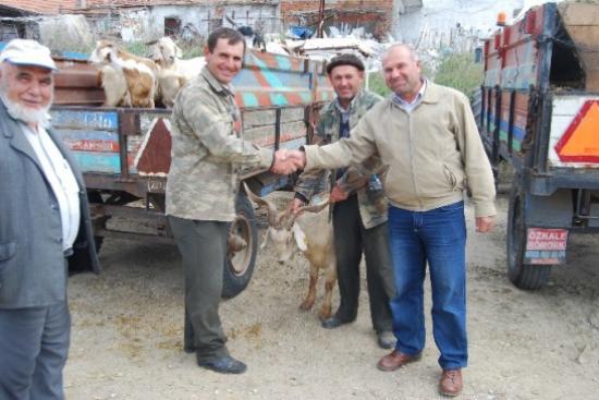 Malkara'da Kurbanlık Satışları Sürüyor