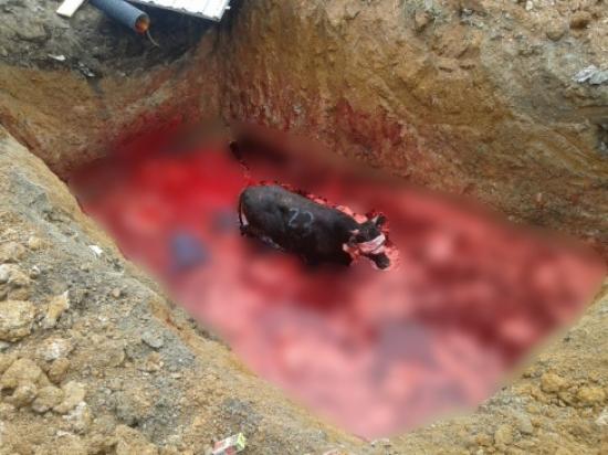 Beş Metrelik Kan Çukuruna Düşen Boğa Üç Saatte Çıkarıldı