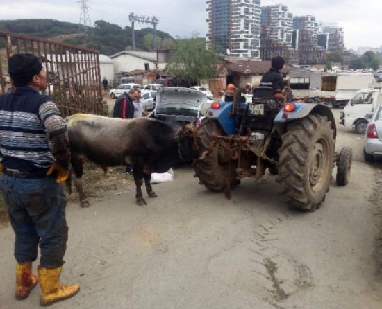 (özel Haber) Kesime Götürülen Boğaya Akılalmaz Eziyet