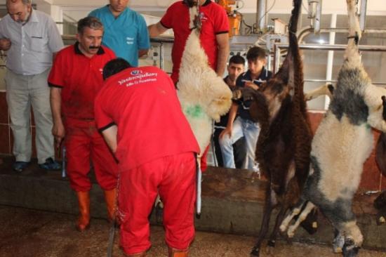 Başbakan Davutoğlu'nun Kurbanı Kilis'te Kesildi