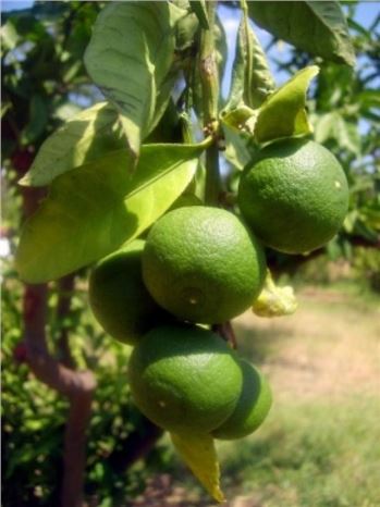 Narenciye'de Rekolte Düşük Kalite Yüksek