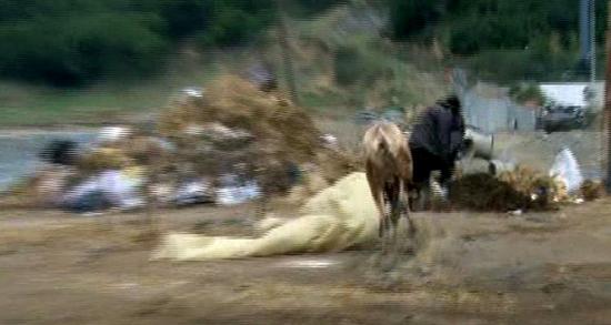 Kurbanlık dana ortalığı birbirine kattı!