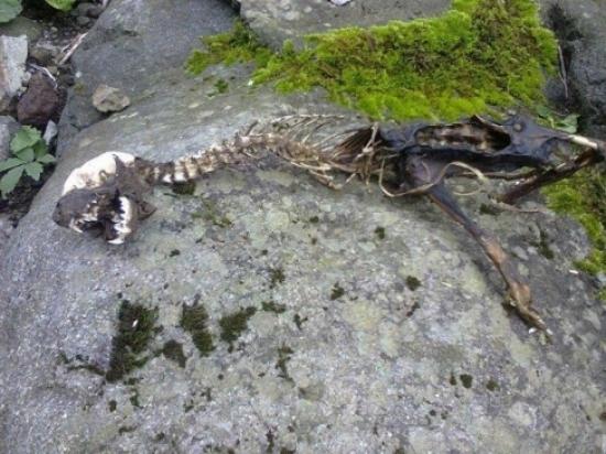 Köylüler Su Samuru İskeletini Dinazor İskeleti Sandı