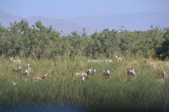 Ceylanlar Ağrı Dağı'na Uyum Sağladı
