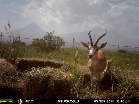 Iğdır'da Karayoluna Ceylanlar İçin Uyarı Tabelası