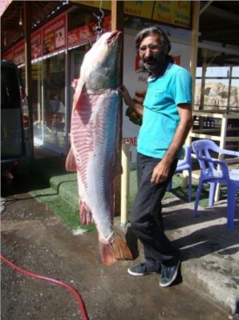Dicle Nehri'nde Dev Sazan Balığı Yakalandı