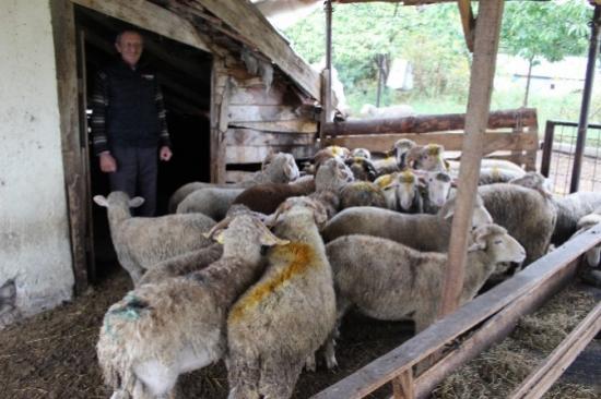 Edirne'de Kurbanlıklar Satışta