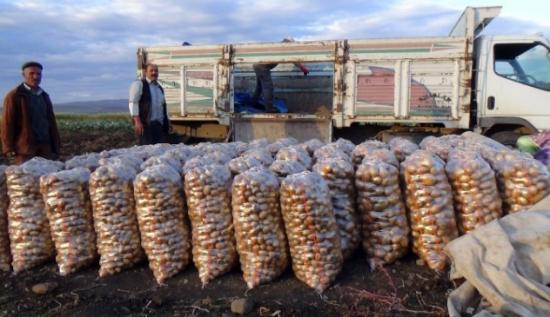 Kars'ta Bostancıların Mahsül Sökümleri Başladı