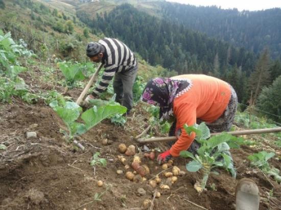 Çambaşı Yaylası'nda Patates Hasadı Başladı