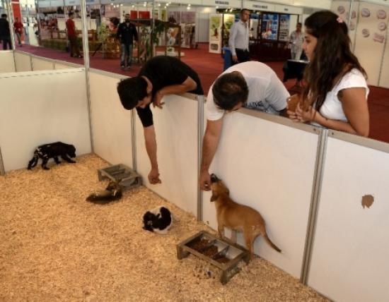 İzmir'de 37 Sokak Hayvanı Fuarda Sahiplenildi