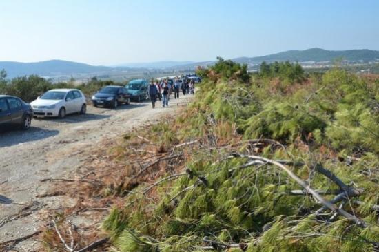 Foça'daki Ağaç Kesimlerine Tepki Gösterdiler
