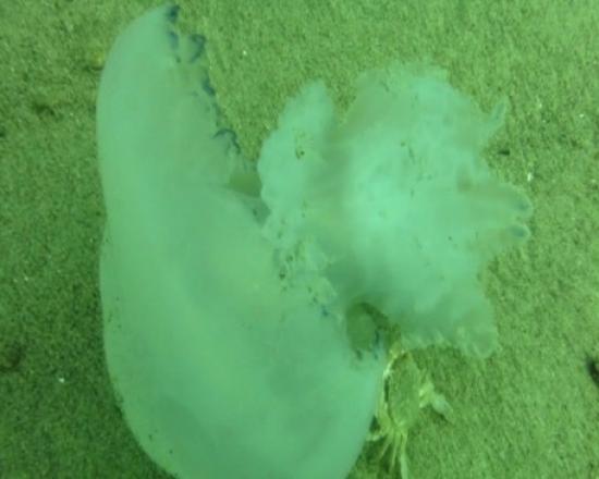 Deniz Altında Yaşam Savaşı