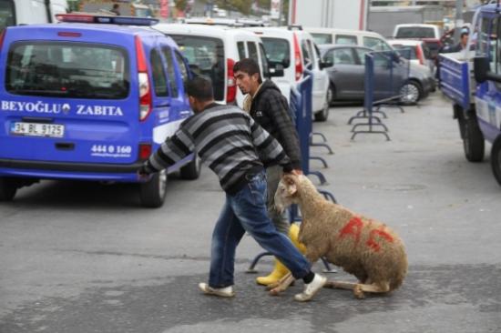 Avustralyalı Ailenin Kurban Pazarı Merakı