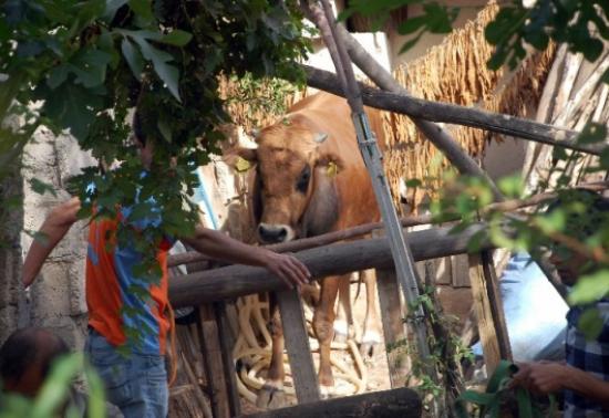 Kaçan Kurbanlık Dana Sokakları Birbirine Kattı