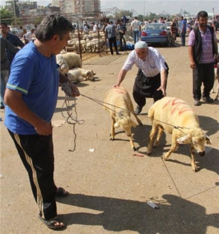 Bayram Günü Kurbanlık Telaşı