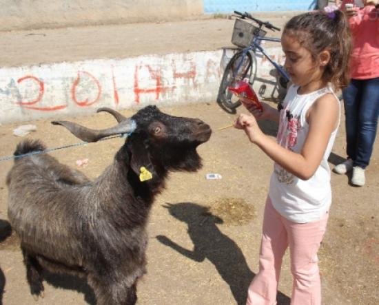 Kurbanlık Keçisini Çubuk Krakerle Besledi