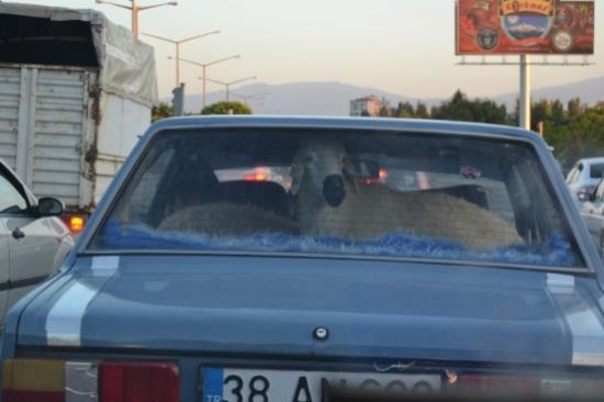 Kurbanlıklarını Otomobiliyle Taşıdı Görenleri Şaşırttı