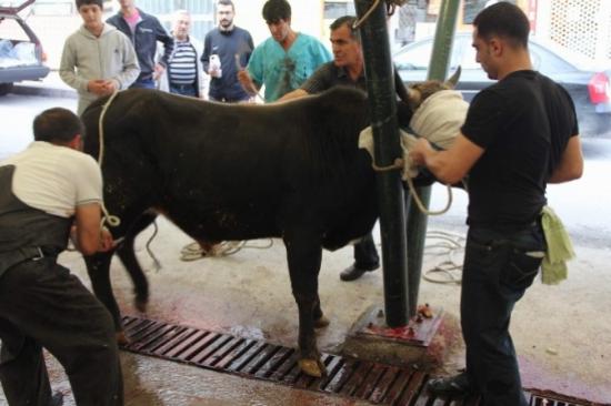 Kurbanlık Danaya Yapılan Eziyet Tepki Çekti