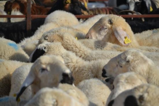 Akın Canlı Hayvan Pazarını Ziyaret Etti