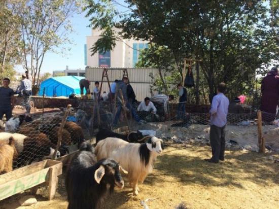 Elazığ'da Bayramın İkinci Gününde Kurban Kesimi Devam Etti