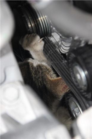 Aracın Motoruna Sıkışan Kedi Yaralı Halde Kurtarıldı