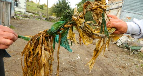 Kurbanın karnından çıkan görenleri şaşırtıyor!