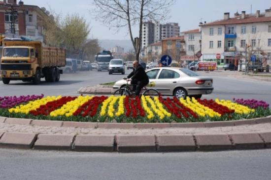 2015 Yılı İlk Baharı İçin 30 Bin Adet Lale Soğanı 15 Bin Adet Menekşe