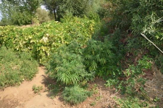 Bingöl'de 27 Buçuk Kilo Esrar Ele Geçirildi