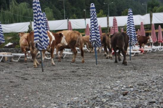 Kurbanlık Hayvanlar Trafik Kazasının Stresini Plajda Attılar