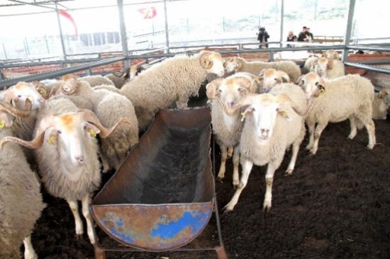 Uşak'ta Kurban Satış Ve Kesim Noktaları Belli Oldu