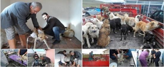 Sahipsiz Köpek Popülasyonu Kontrol Altına Alınıyor